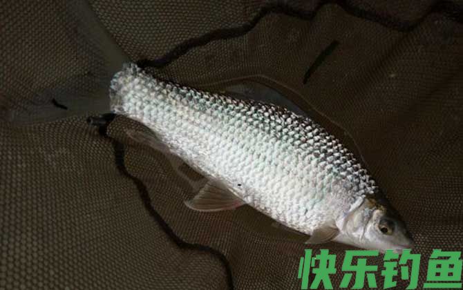 广东钓土鲮鱼必杀饵料配方(图5)