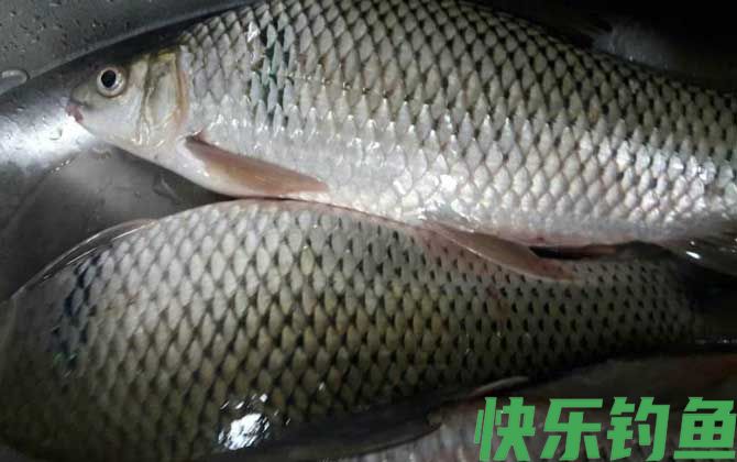 广东钓土鲮鱼必杀饵料配方(图4)
