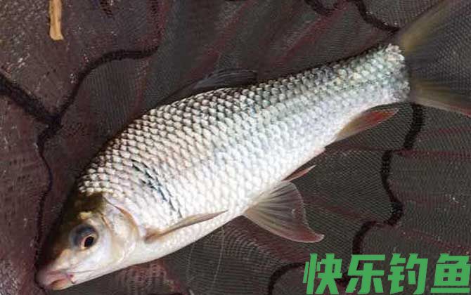 广东钓土鲮鱼必杀饵料配方(图2)