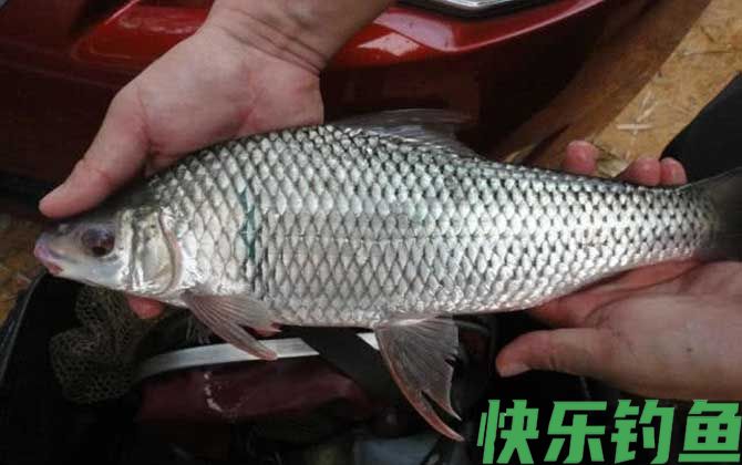 广东钓土鲮鱼必杀饵料配方(图3)