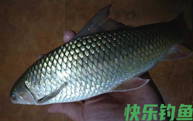 广东钓土鲮鱼必杀饵料配方(图1)