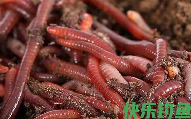 蚯蚓没有眼睛是正确的还是错的？(图2)