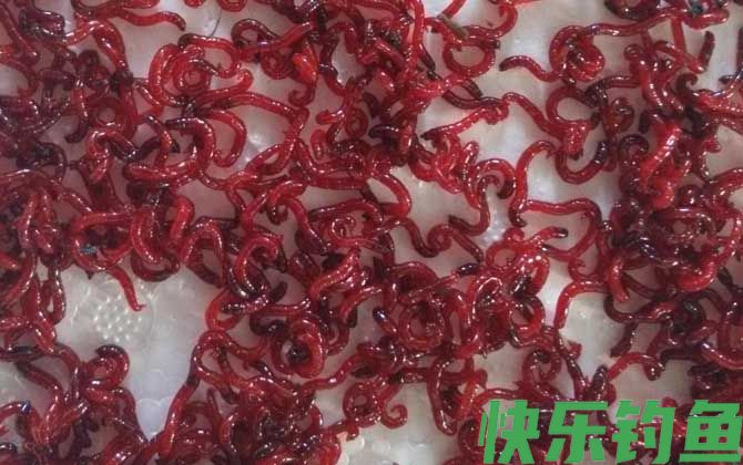 红虫养殖技术及注意事项(图7)