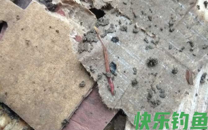九月钓鱼用什么味型饵料？(图2)