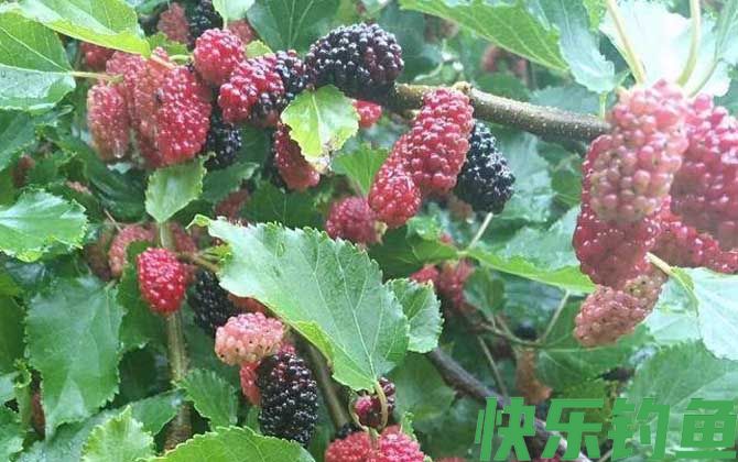钓草鱼最顶级的绝杀饵(图5)