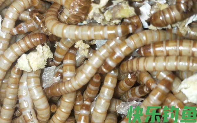 冬天钓鱼不开口用什么饵料？(图3)