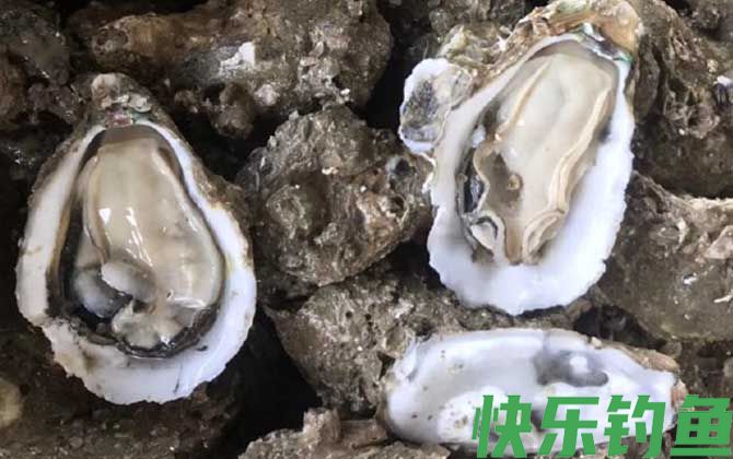 海钓公认十款最好鱼饵(图4)