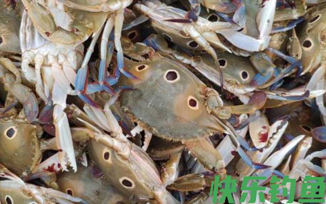 海钓公认十款最好鱼饵(图5)
