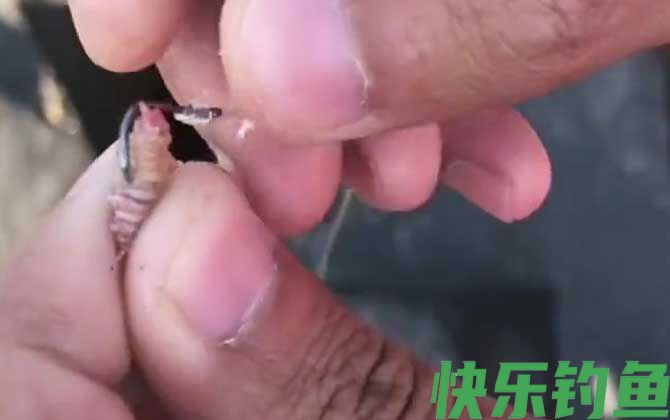 沙蚕可以钓淡水鱼吗？(图3)