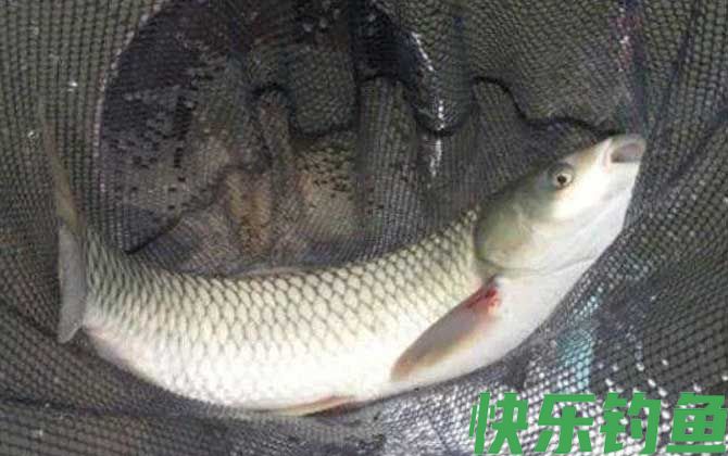 冬季钓草鱼用什么鱼饵最好？(图1)
