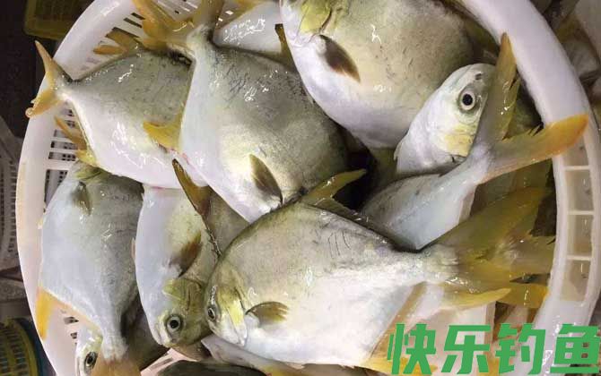 钓金鲳鱼用什么饵料？(图1)
