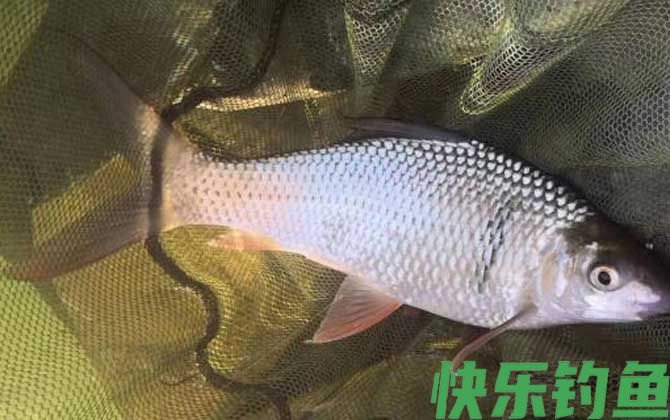 野钓为啥一般不用散炮？(图3)