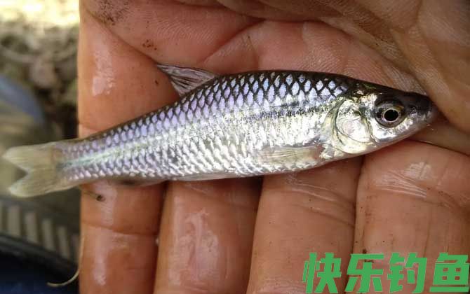 钓麦穗鱼用面筋饵可以吗？(图1)