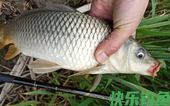 野钓鲤鱼吃不吃蚯蚓？(图2)