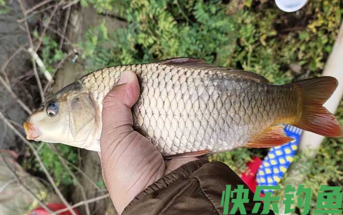野钓鲤鱼吃不吃蚯蚓？(图4)