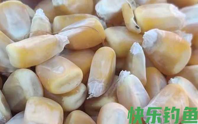 干老玉米打窝效果好吗？(图2)