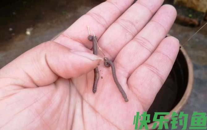 国家禁止蚯蚓钓鱼吗？(图1)