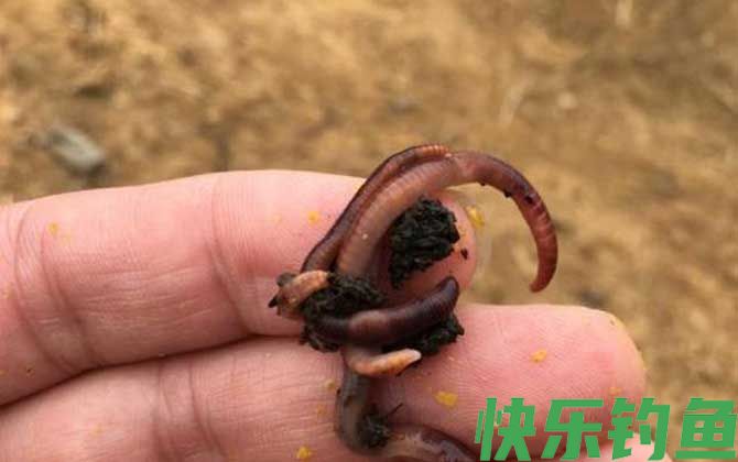 国家禁止蚯蚓钓鱼吗？(图3)