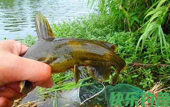 国家禁止蚯蚓钓鱼吗？(图4)