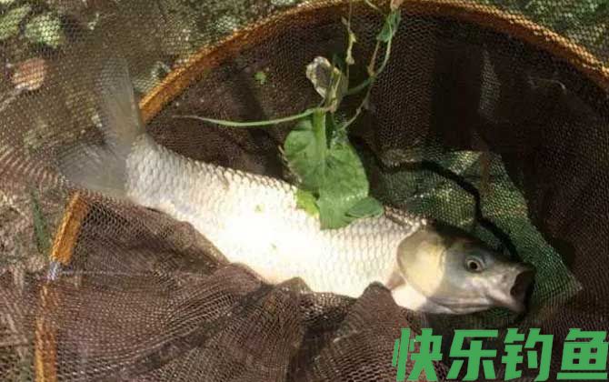 野钓鲤鱼用什么饵料最好？(图3)