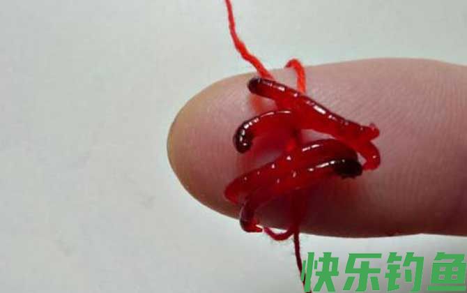 夏季钓鱼用红虫还是蚯蚓？(图3)