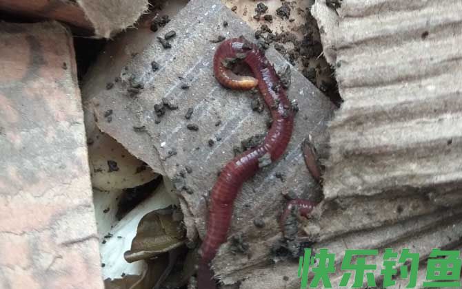 蚯蚓的生活环境及特点(图1)