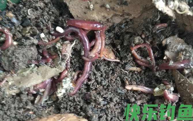 蚯蚓的生活环境及特点(图2)