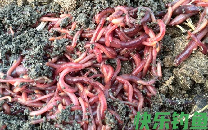 蚯蚓的生活环境及特点(图4)