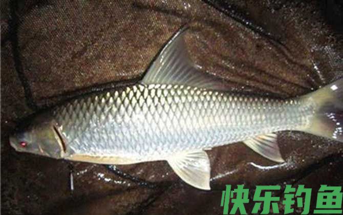 钓鲮鱼用什么小药好？(图1)