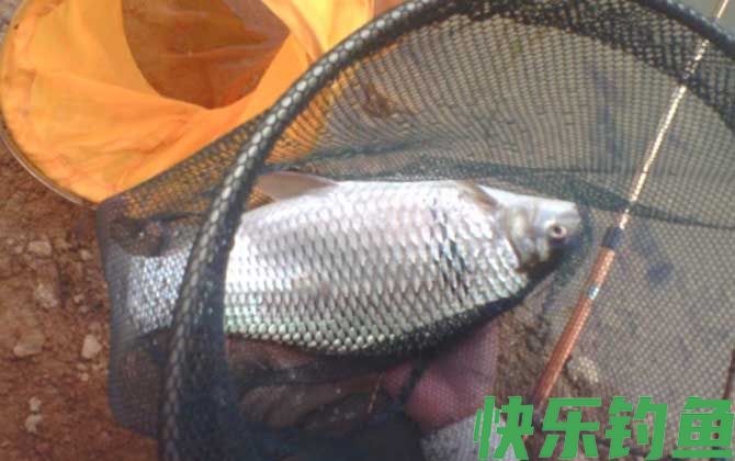钓鲮鱼用什么小药好？(图4)