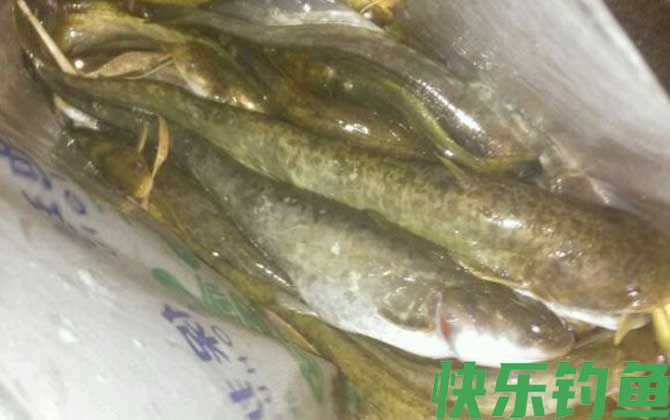 土鲶鱼用什么鱼饵最好钓？(图2)