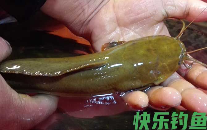 土鲶鱼用什么鱼饵最好钓？(图4)