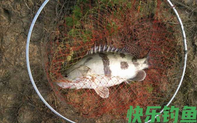 野生桂鱼喜欢吃什么饵料？(图3)