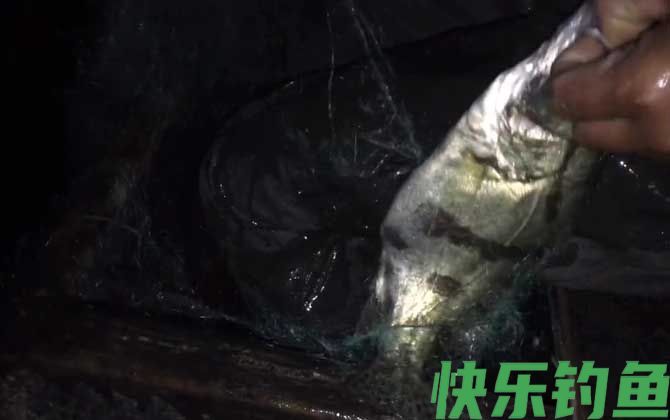野生桂鱼喜欢吃什么饵料？(图2)