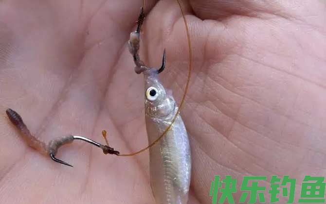 蚯蚓钓鱼好钓吗？(图1)