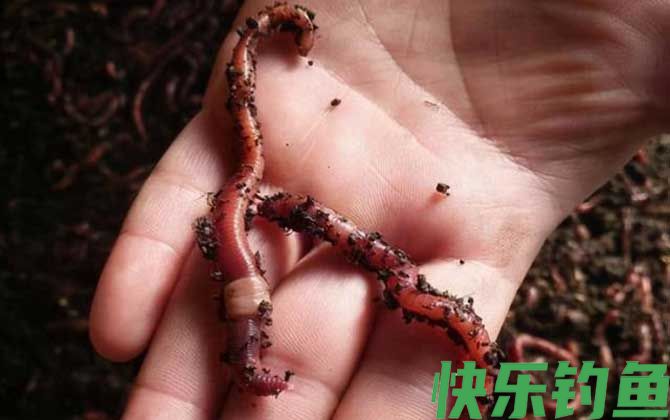 蚯蚓钓鱼好钓吗？(图4)