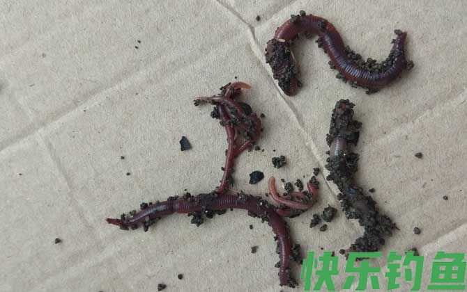 蚯蚓养殖需要什么条件?(图2) 蚯蚓养殖需要什么条件?(图2)