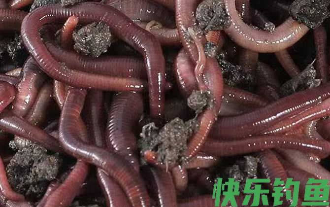 蚯蚓养殖需要什么条件?(图3) 蚯蚓养殖需要什么条件?(图3)