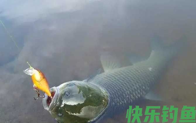 青鱼吃蚯蚓吗？(图3)