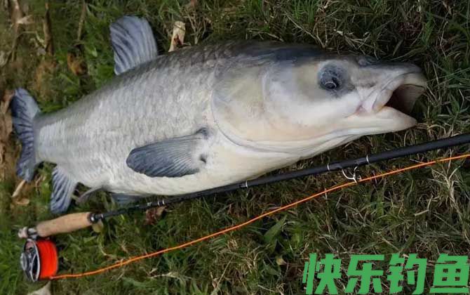 青鱼吃蚯蚓吗？(图4)