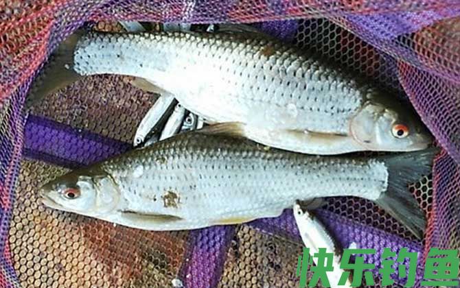 钓红眼鱼用什么饵料？(图4)