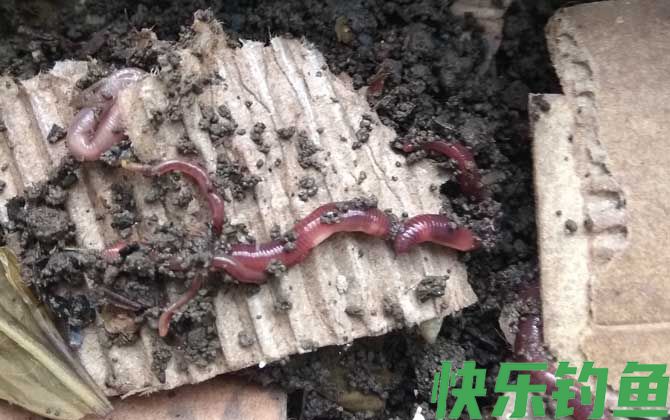 蚯蚓可以钓大鱼吗？(图2)
