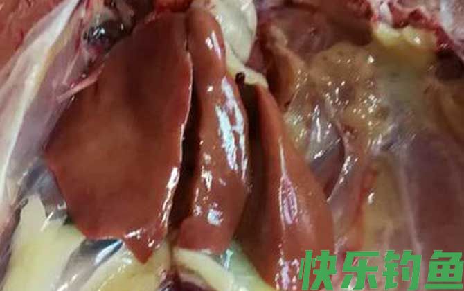 鸡肝钓鱼好还是鸭肝好？(图3)