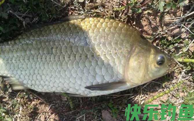 初春钓鲫鱼用什么饵料最好？(图2)