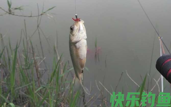 野钓什么饵料最好用?(图1) 野钓什么饵料最好用?(图1)