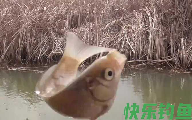 野钓什么饵料最好用?(图3) 野钓什么饵料最好用?(图3)