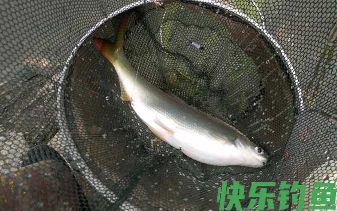 最公认的黄尾饵料配方(图2)