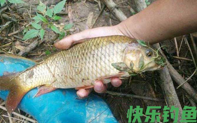 在河里钓鲤鱼用什么饵料最好？(图4)
