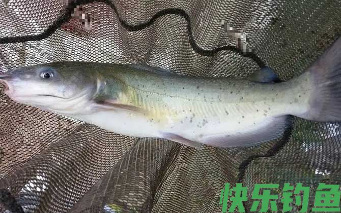 叉尾鱼用什么饵好钓？(图2)