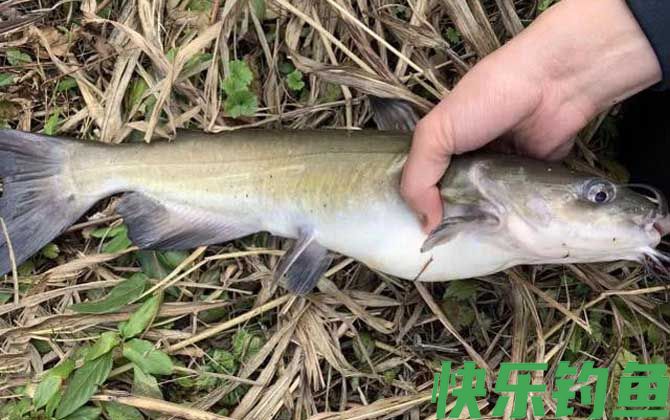 叉尾鱼用什么饵好钓？(图3)
